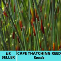 25Pcs Cape Thatching Reed Seeds Elegia Tectorum Seed - $18.75