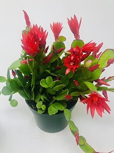 Red Easter Cactus - Rhipsalidopsis 6