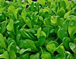 Non-GMO Spinach Mustard Tendergreen - 250 Seeds - $7.99