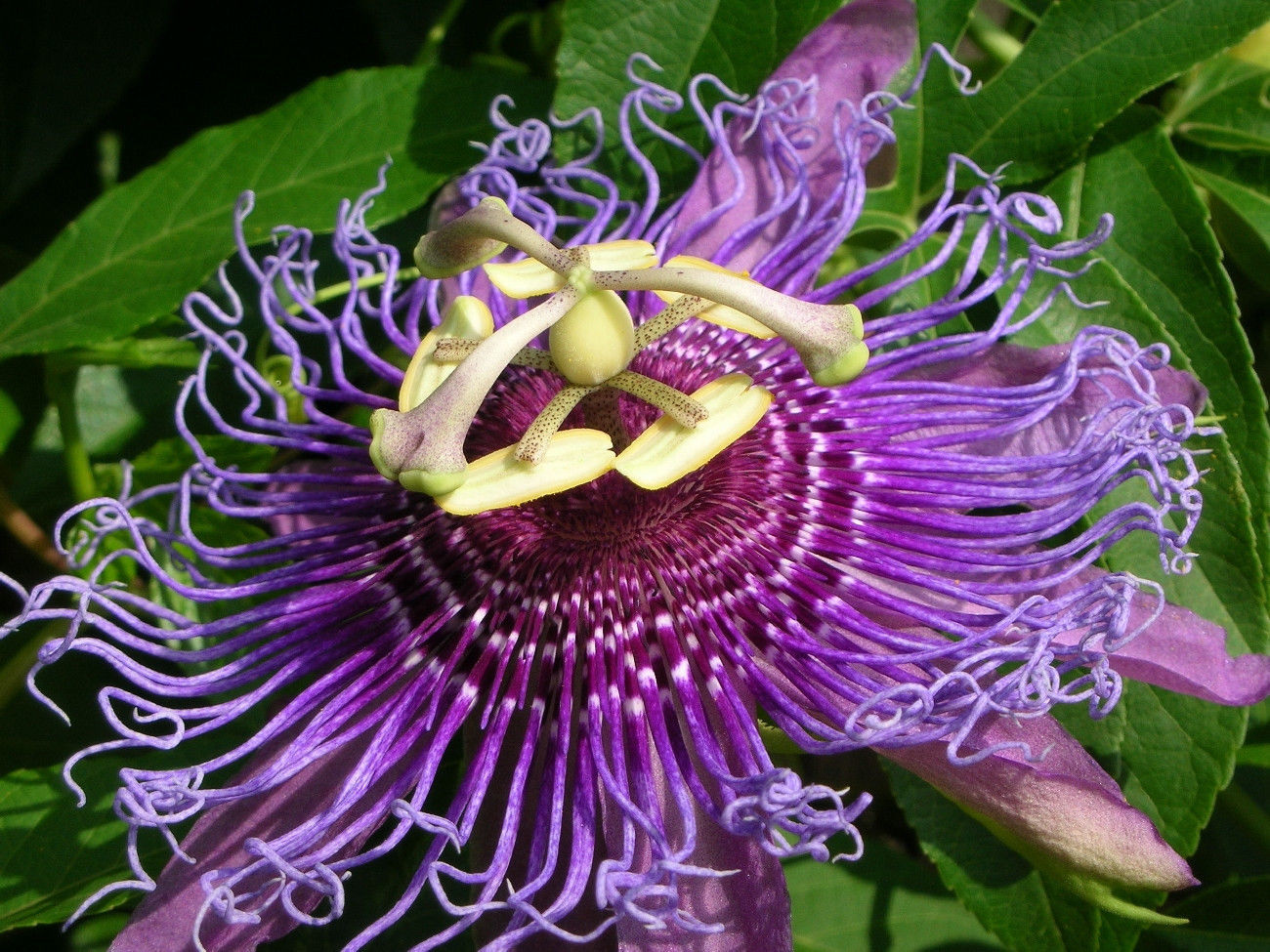 PASSION FRUIT purple flower vine maypop PASSIFLORA INCARNATA plant seed