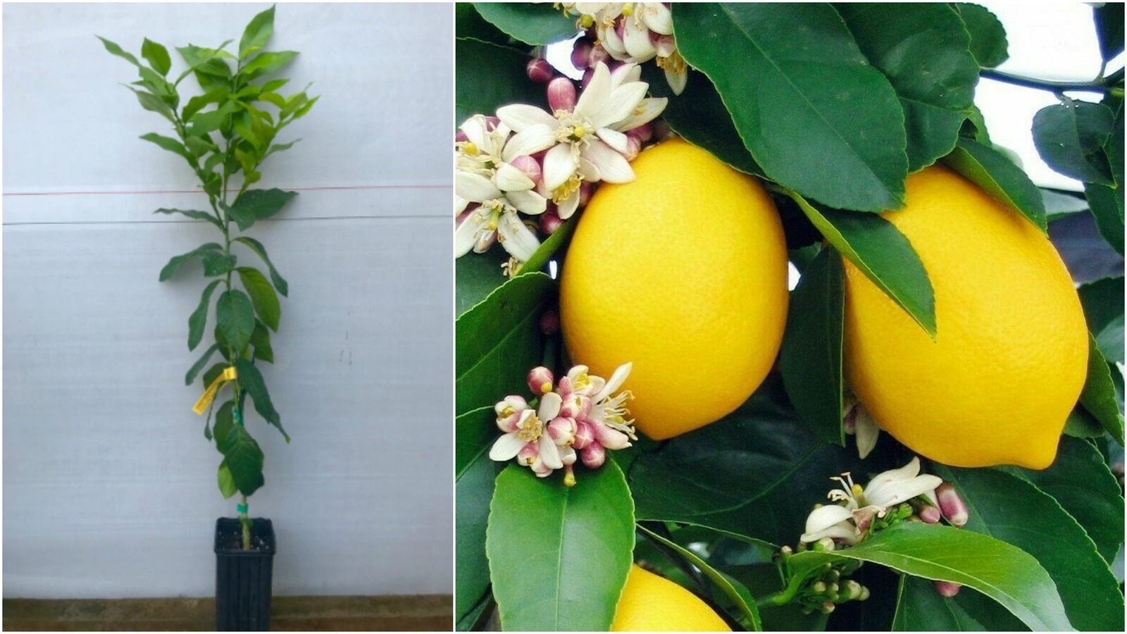 Dwarf Meyer Lemon Tree Live Grafted Citrus Plant 26 30 Tall 1 Gallon Pot Other Plants