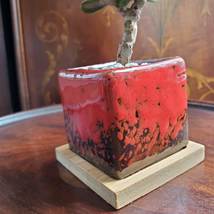 Bonsai Jade, Red Pot & Live Red Horn Tree Succulent, Ice Crack Ceramic Planter image 7