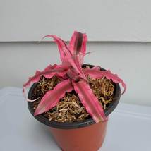 Cryptanthus Bivittatus "Red Star", Live Earth Star Bromeliad Plant in 3" pot image 4