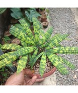 Palm Licuala mapu || rare plant /beautiful plant - $90.00
