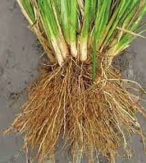 Vetiver Chrysopogon Zizanioides Roots Cuscus Grass Khuskhus Nash Sugandhi 100g