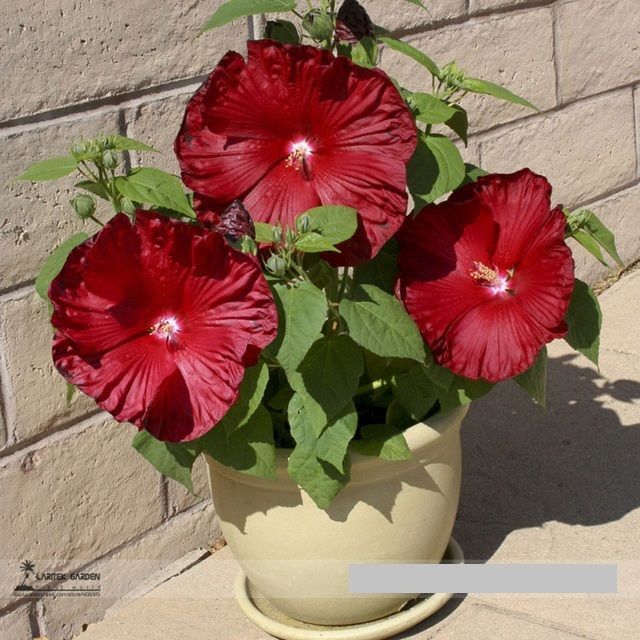 Honeymoon Deep Red Hibiscus Seeds Professional Pack 20 Seeds Pack   S L1600 