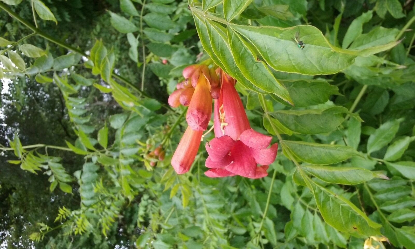 2 Bare Root Red Trumpet Vine Trumpet Creeper Campsis Radicans Bulbs