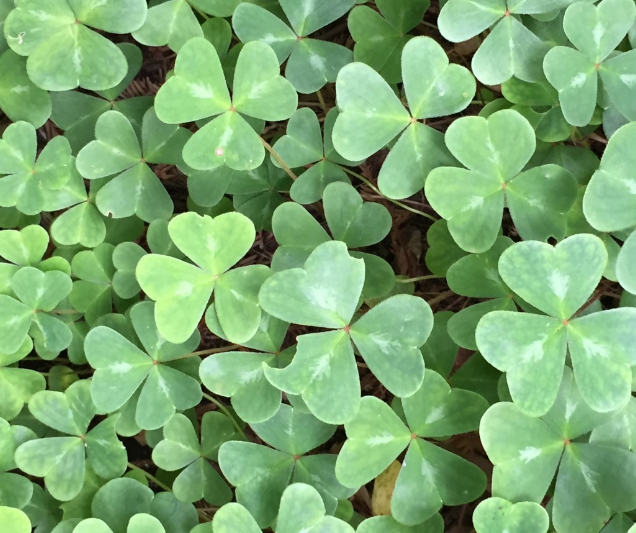 100 Pcs Seeds Red Oxalis Wood Sorrel And Similar Items