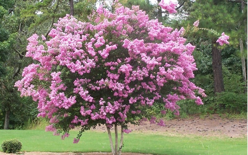 Miami Pink Crape Myrtle Trade Gallon Pot Live Plant - Other Plants