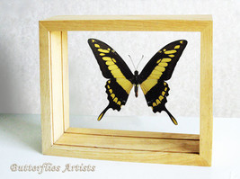 King Swallowtail Papilio Thoas Real Butterfly Entomology Double Glass Display - $68.99
