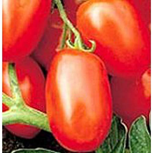 Viva Italia Tomato Seeds (((50 Seed Packet))) (More