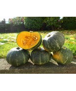 Organic Kabocha Squash - Japanese Pumpkin - 15 Seeds - $8.99