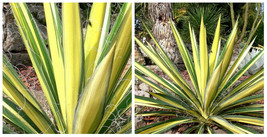 Color Guard Yucca - Adam's Needle - Drought Resistant - 2.5" Pot - C2 - $47.03