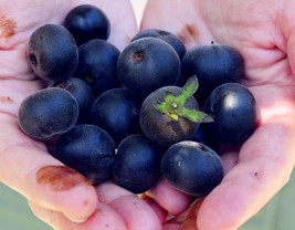 20 seeds Japanese Black Persimmon Rare Species Fruit Tree Seeds - $10.68