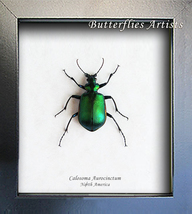 Calosoma Scrutator Searcher Caterpillar Hunter Real Beetle Entomology Shadowbox - $49.99