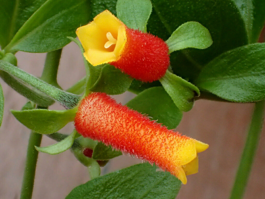 lutearubra Candy Corn Vine Starter Plant Live