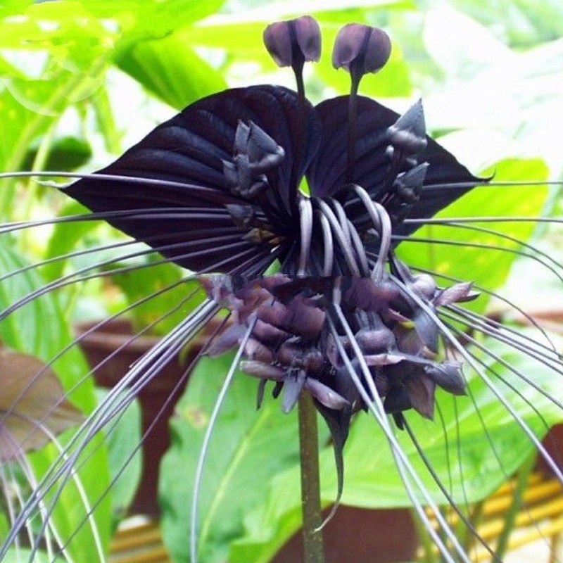 10 Seed Rare 'Cat Face Beard' Black Orchid Perennial, DIY Orchid Flower ...