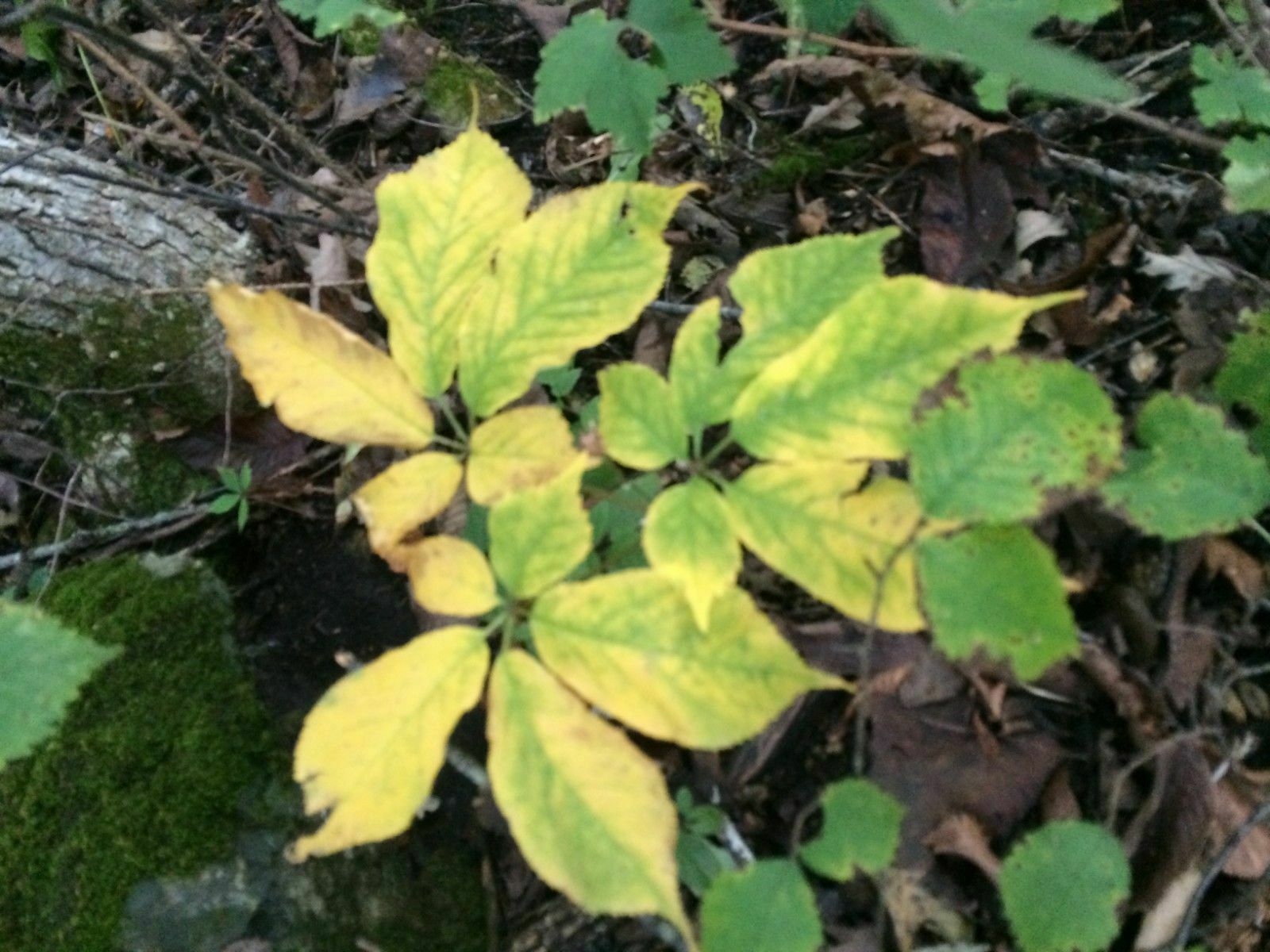 5 Pounds AMERICAN GINSENG SEED STRATIFIED 30000 Seeds treated grow wild
