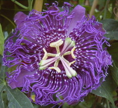 30 SEEDS Passiflora Temptation Flower Seeds - $11.18