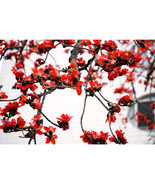 “ 30 PCS BELLFARM Bombax ceiba Seeds Cotten Tree Red Silk-cotton Tree, G... - $14.58