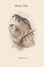 Surnia Funera - Hawk Owl 20 x 30 Poster - $25.98
