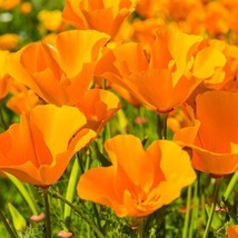 15,000 Poppy Seeds California Poppy Perennial STARTS NURSERY - Outdoor Living - $53.99