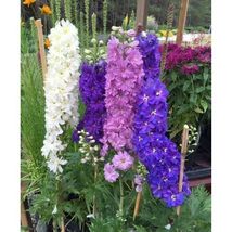 50 Delphinium Rocket Larkspur Mix Flower Seeds #SHN21 - $21.17