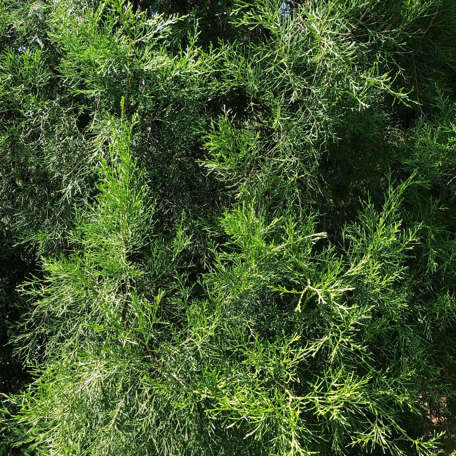 Eastern Red Cedar Tree Seeds Seeds & Bulbs