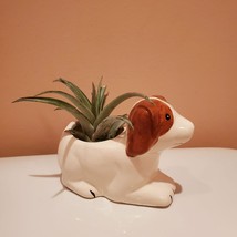 Dog with Air Plant, Airplant in Puppy Plant Pot, Air Plant Animal Planter image 1