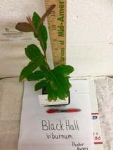Blackhaw Viburnum (Viburnum prunifolium) image 5