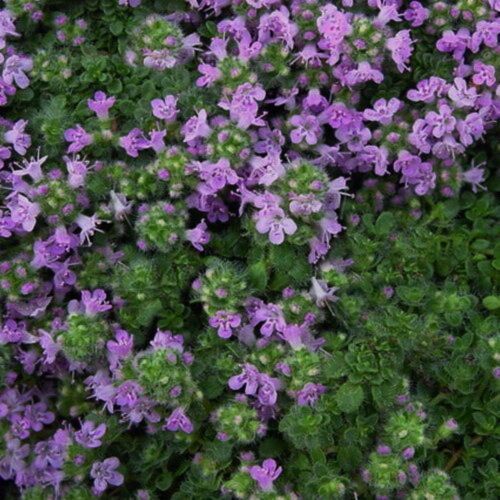 Creeping Thyme Thymus Walk On Me Herb Flower 100 Seeds 