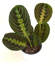 Starter Plant Red Prayer Plant Maranta House Plant - $25.73
