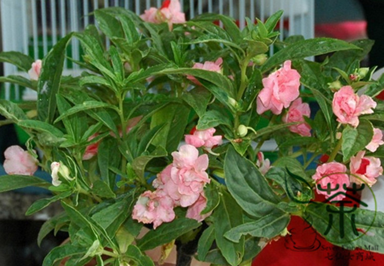 Impatiens Balsamina Seeds 40pcs, Feng Xian and 50 similar items
