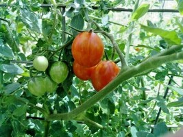 Artesan Red and Gold cherry tomato  - striking looks and very sweet - $5.00