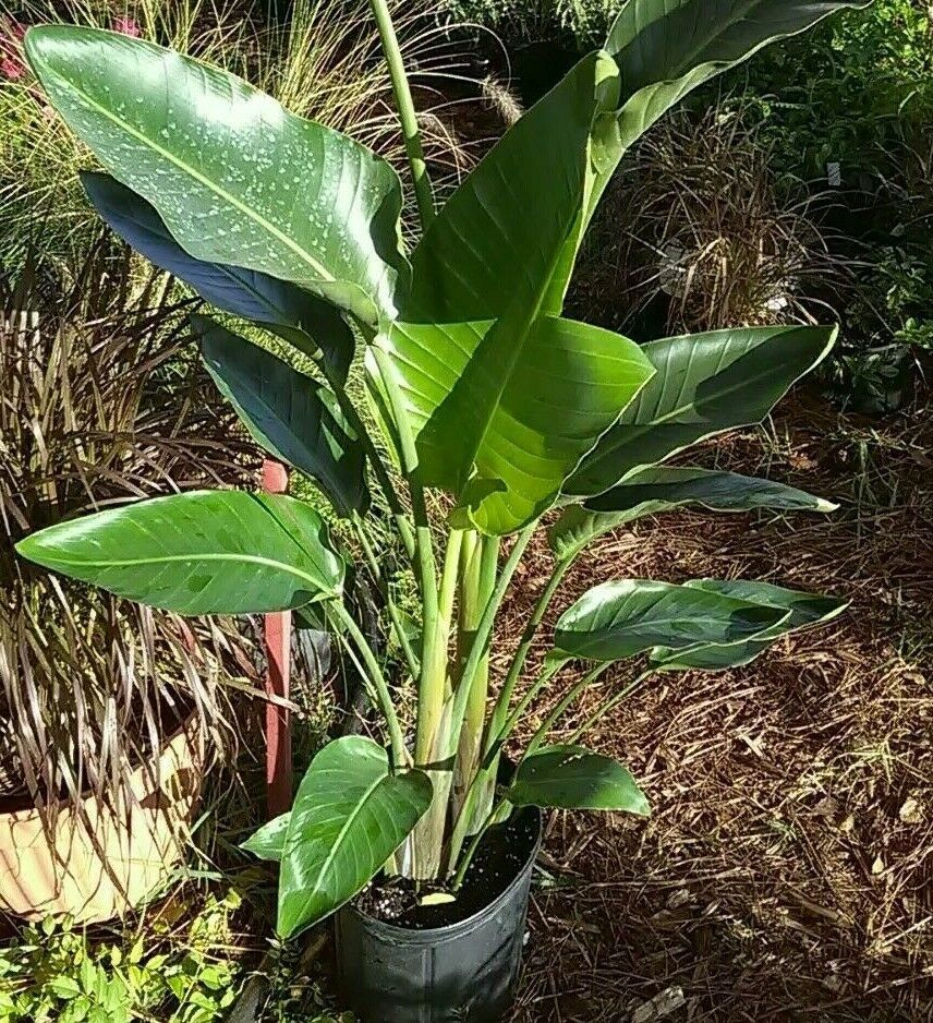 White Bird of Paradise 4 Foot Tall Strelitzia Nicolae with 2 gallon ...