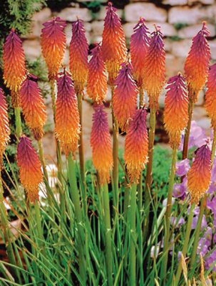 25 Orange Purple Hot Poker Torch Lily Flower Perennial Seeds STL17