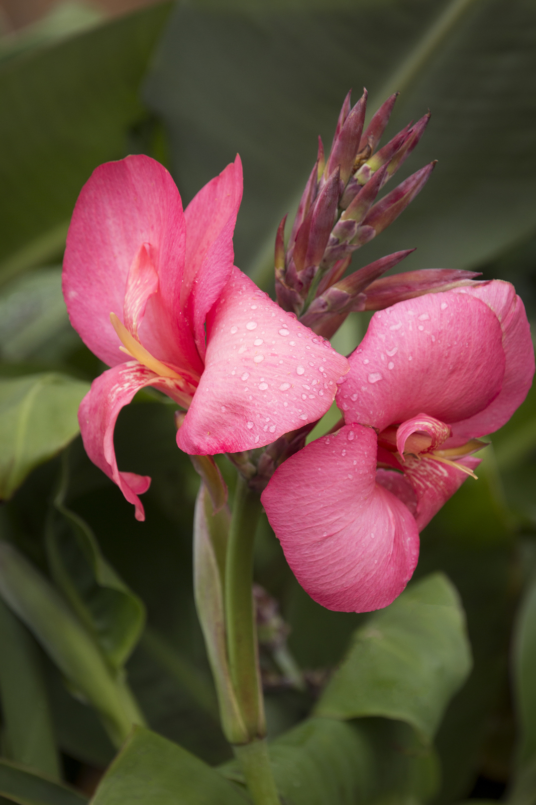 CANNA LILY Tropical Rose dwarf plant 50 seeds - Perennial Seeds