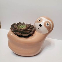 Sloth Planter with Echeveria Succulent,  Animal Planter, 5" beige ceramic pot image 3