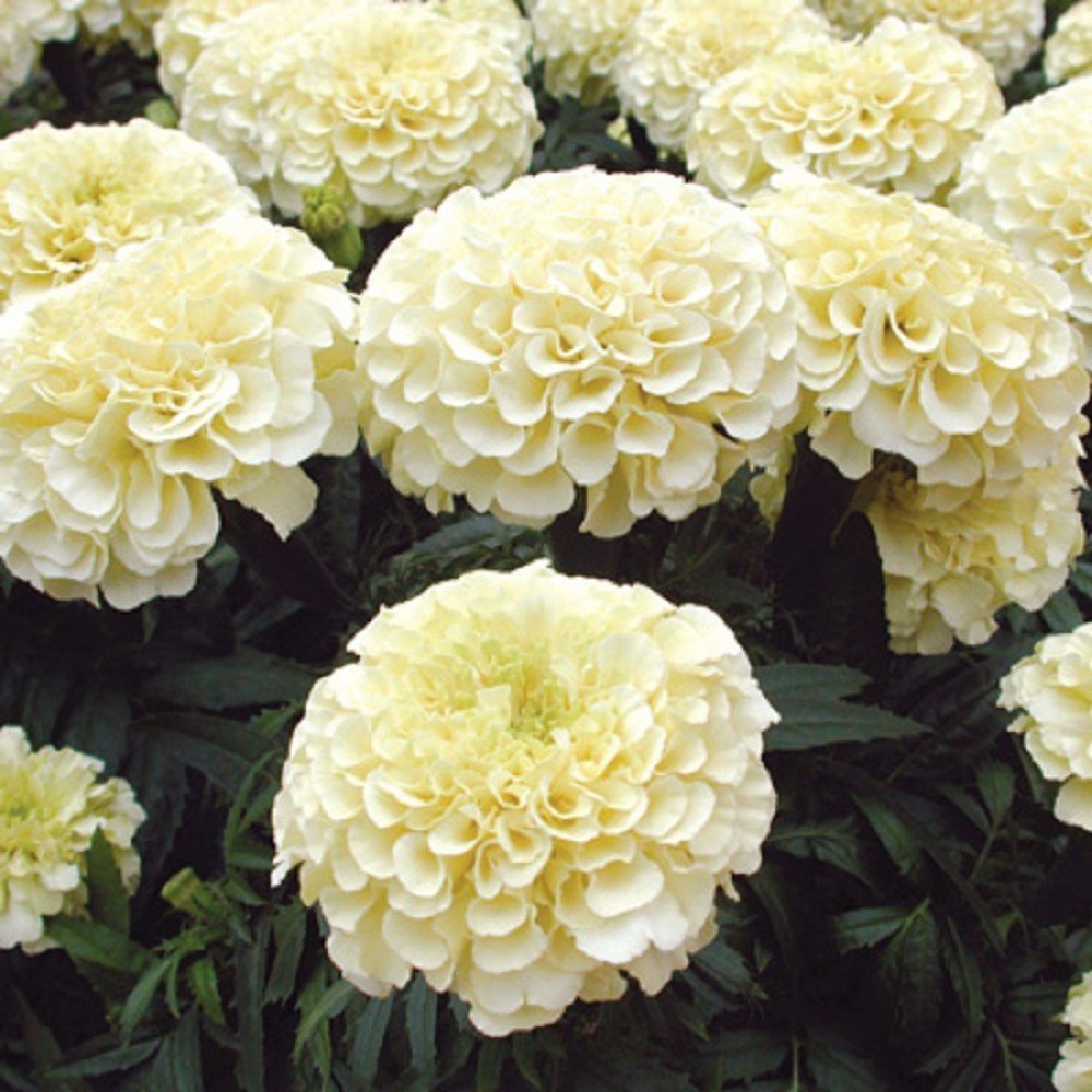 100 seed White Marigold French Vanilla Hybrid Flowers, DIY Flower ...