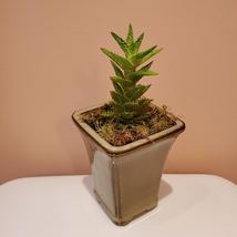 Ceramic Planter with Succulent, Studio Pottery with Tiger Tooth Aloe Live Plant image 1