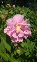 Confederate Rose 3 Gal. Large Pink Flower Plant Easy Grow Plants Perennials Now - $53.30