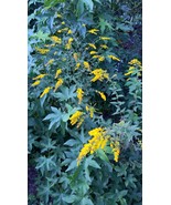 Organic Native Plant, Solidago rugosa, Wrinlkle Leaf Goldenrod,  Pollina... - $4.75