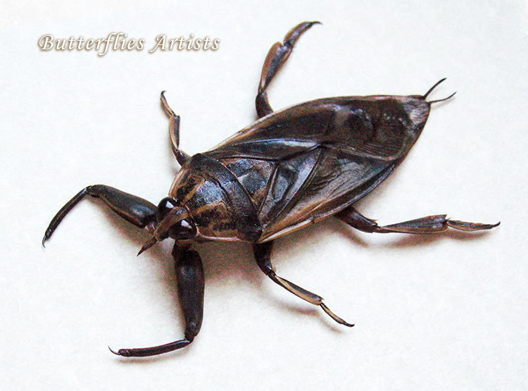 Real Giant Flying Water Bug Lethocerus Grandis Entomology Collectible ...