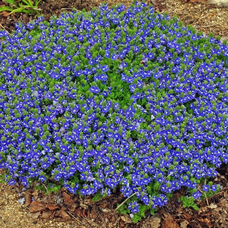 100pcs mix purple flower aubrieta hybrida seeds garden perennial ground cover perennial seeds 100pcs mix purple flower aubrieta hybrida seeds garden perennial ground cover perennial seeds
