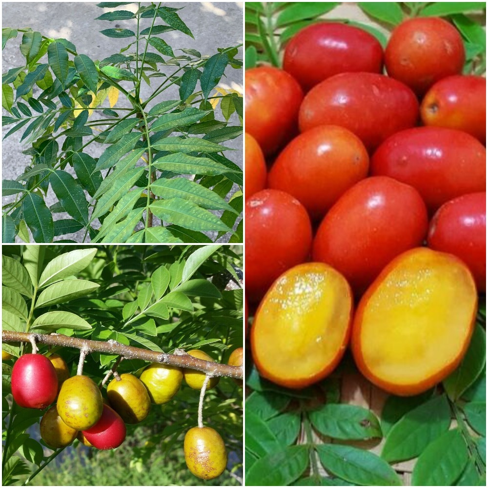 Spanish Plum , Jocote (Spondias purpurea) tropical fruit tree 12”20