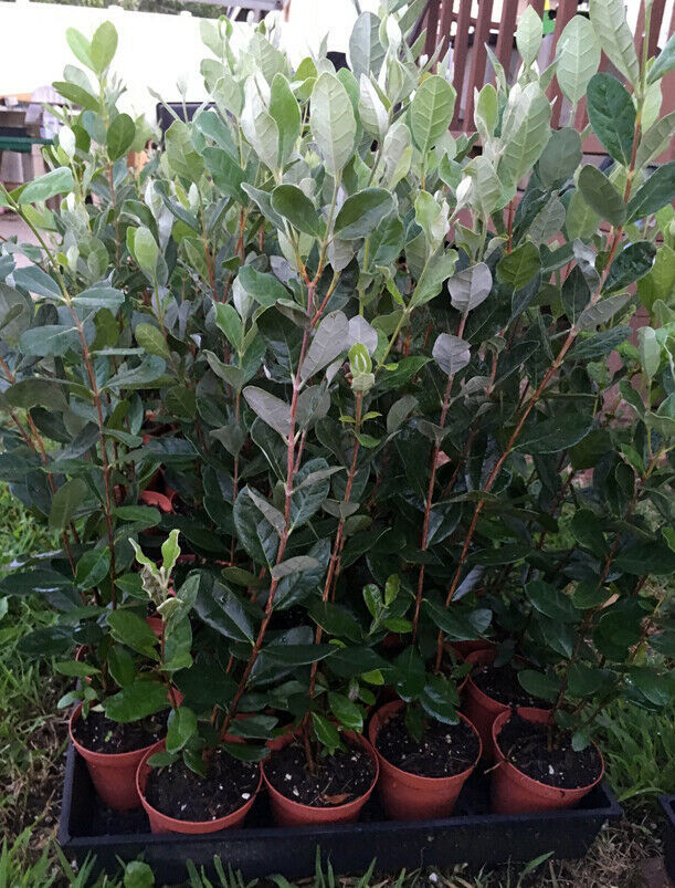 Feijoa sellowiana Pineapple Guava Live Plant COLD HARDY EDIBLE