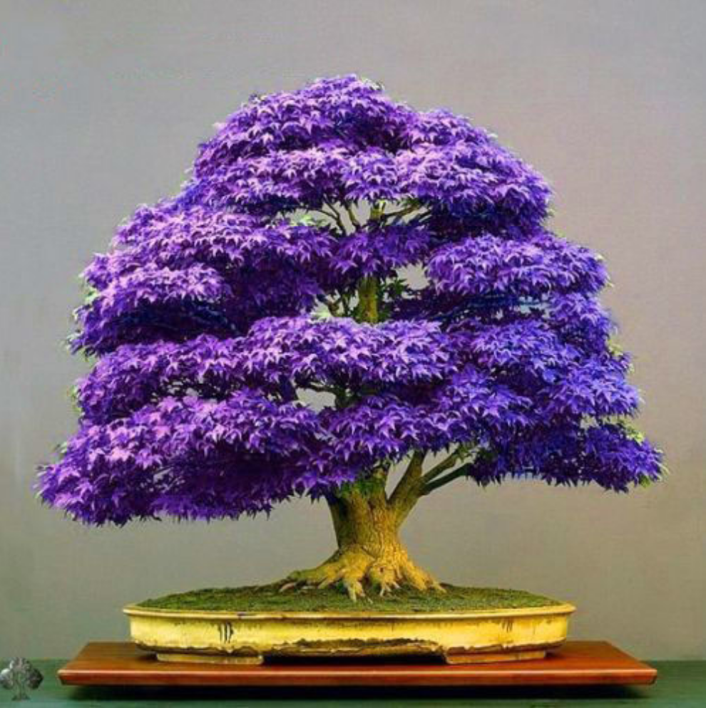 purple bonsai tree