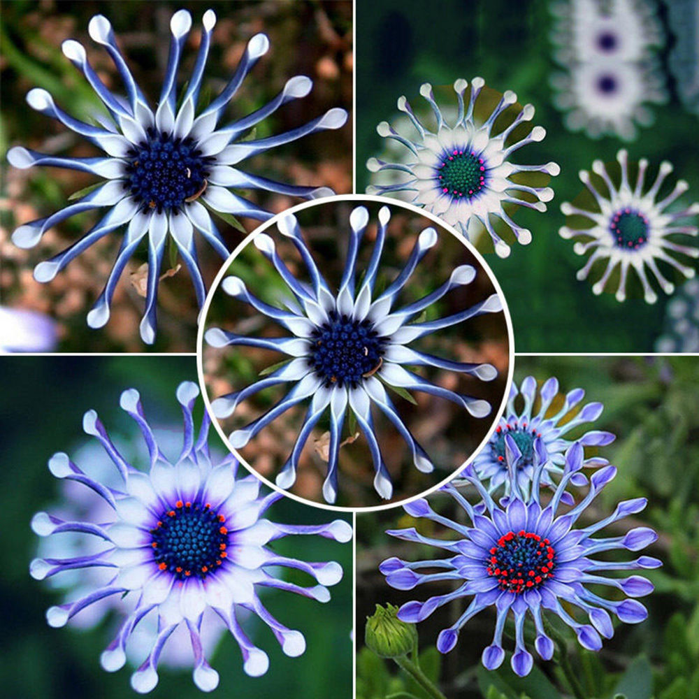 blue seeds botanicula blue seeds botanicula