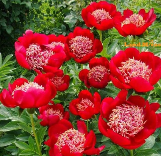 50 Rose Peony Rare China/'s Peony Seeds Paeonia Suffruticosa Flower Tree Plant
