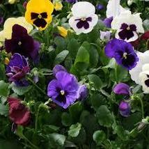500 Seeds Pansy Seeds - Delta Premium Series (Mix Color) - $62.40